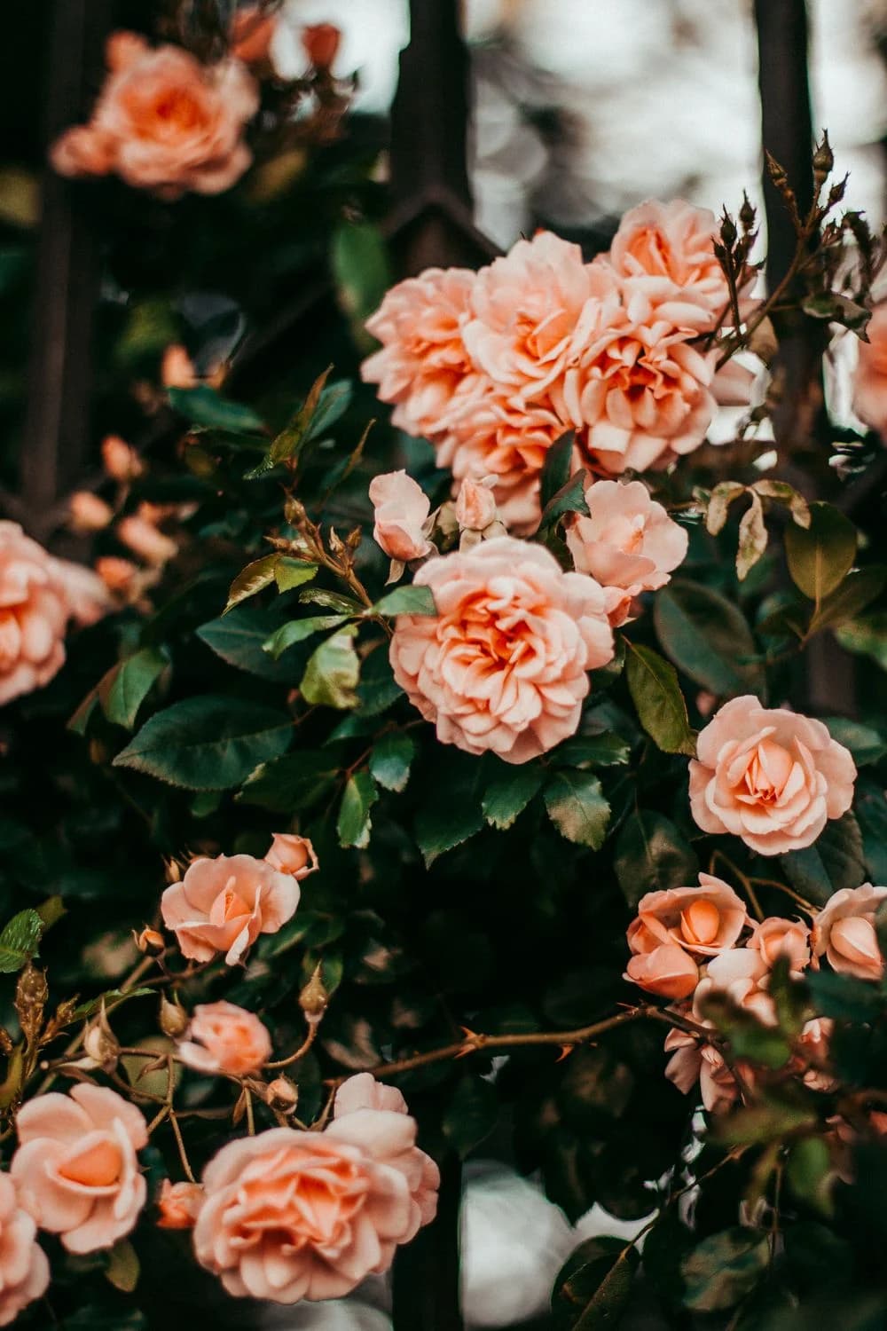 تنسيق التوليب الملوّن
